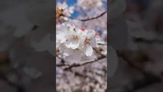 My Cherry blossom chase 2023 in South Korea! Highlights#koreacherryblossom #jinhae #gyeongju #busan