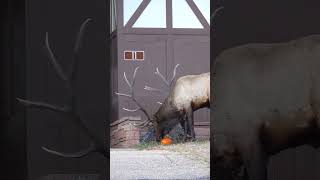 People Watch as a Huge Bull Elk Eats a Pumpkin in Estes Park Colorado