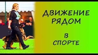 Дрессировка собак. Выполнение команды "РЯДОМ" в спорте.