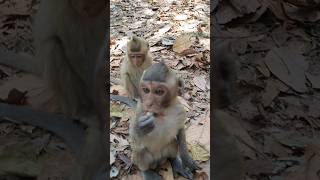 Wild monkeys in Amber troop ep065 #monkeyaction #monkey #wildanimal