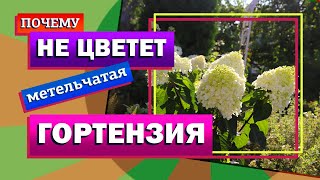 Почему не цветет метельчатая гортензия.