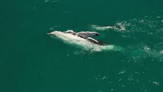 Mother Humpback Teaching Calf how to Finslap #motherhood #whale #drone