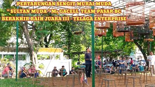 Pertarungan sengit murai batu muda di TELAGA ENTERPRISE - Cikaret Cibinong, Kamis 17/10/24. @