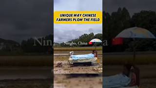 Unique way of Chinese farmers plowing rice fields #factsdaily #facts #uniqueshorts