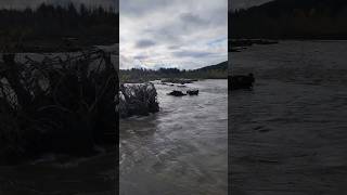 Flooding river full of debris. #nature #flood #river