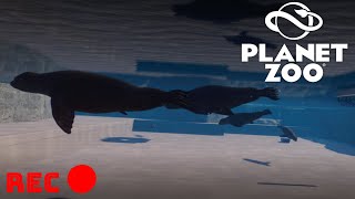 Sea Lions Live Cam -Blue Earth : Vallejo- (Planet Zoo)