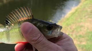 Deu a louca nos peixes.. um atrás do outro.. Manchester fishing canal