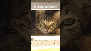 Нелепые схованки котов#cats#shelter