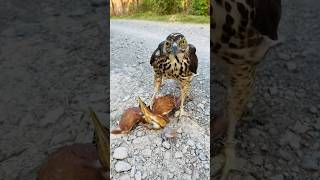 Falcon Hunting #birds #falcons #shorts #wildlife