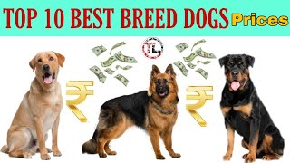 Top 10 Dogs Prices In India | 2020 | Telugu