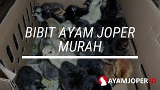 Bibit Ayam Joper Murah