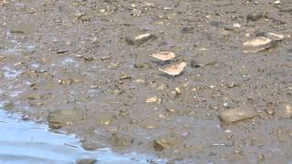 Curlew Sandpipers (2) at Ogmore Estuary