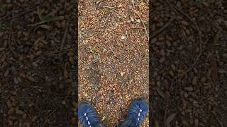 Tens of thousands of crunchy acorns #japan #kagawa #nature #acorns #kurakakemountain #鞍掛山