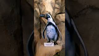 Aku takut foto bareng penguin #shorts #shortvideo #trending #vlog #penguin #giveaway #subscribe