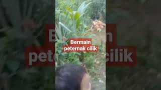 peternak cilik tunjukkin kandang