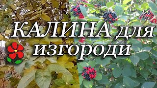 Осенняя съёмка калины Гордовина. Густая, здоровая, надёжная.