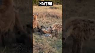 hayena #shorts #viral #trending