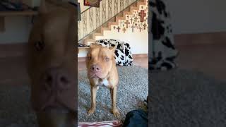 Pit Bull Head Shake (SloMo)