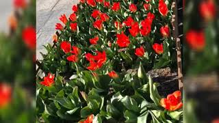 Tulip garden