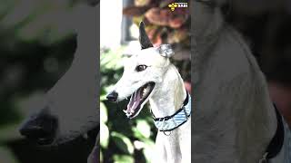 World's second fastest animal - Greyhound | Discover with Sabi