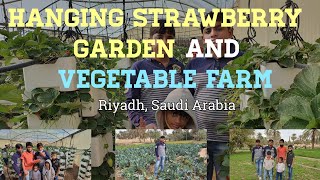 Hanging Strawberry Garden - Riyadh || Vegetable Farm - Diriyah || Twins Bros activities