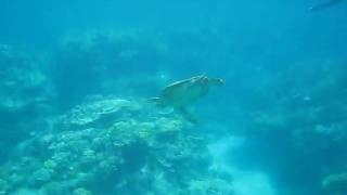 Turtle Casual Breath Excited Snorkeling Great Barrier Reef.AVI