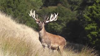 Red Stag in February