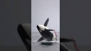 ORCA EMOCIONADA