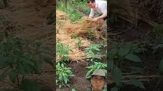 Trồng ớt #agriculture  #farming #satisfying #amazing #chili #ot #farmer