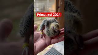 PUI PORUMBEL 2024 #racingpigeons