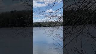 A Duck Flying at Field’s Pond | Maine Audubon Center