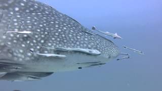 whale shark Richelieu Rock Surins Similan Thailand