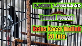 Kacer Landraad tampil mewah saja gak cukup dimata juri//kaza sf