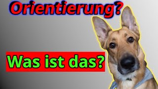 So orientiert sich Dein Hund ganz automatisch an Dir!