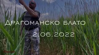 Драгоманско блато 06.2022