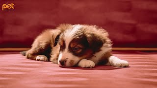 Dog Music: 24 HOURS | Deep Sleep Relaxation Melodies to CALM YOUR DOG #10