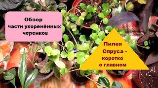 Обзор части укоренённых черенков   //  Пилея Спруса -  коротко  о  главном