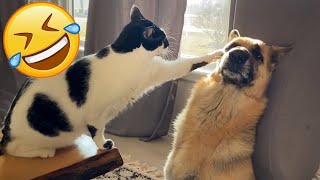 Try Not to Laugh 2024😁 New Funny Dog and Cat Video 😹🐶 Part 36