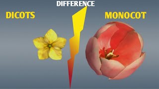 Dicots and monocots||difference between dicots and monocots|| #bio #animation #medical #3d