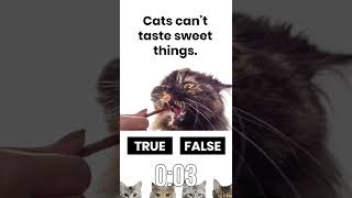 CAT LOVERS: Cats can't taste sweet things. True or False? #short #shorts #cat #kitten