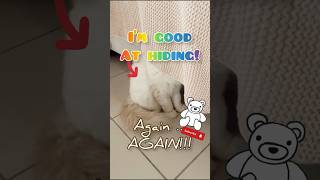 CUTE CAT THINKS HE IS A NINJA #funnycats #fyp #cutecat #cats #cats #shorts #funnycat #funnycatvideos