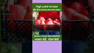 High yield tomato | ਉੱਚ ਉਪਜ ਟਮਾਟਰ | उच्च उपज टमाटर | Modern Kheti