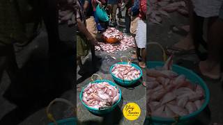 നീണ്ടകര Kollam Harbour | fishing video