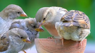 Female House Sparrow is Mooning Me [4K]