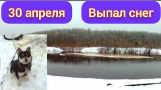 30 апреля. Выпал снег. Сходил с тиманом на речку.