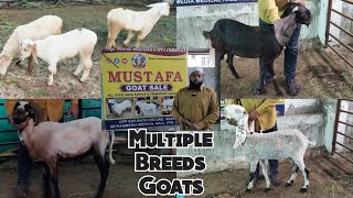 Bannur Hyderabadi aur Rampuri Mende | Mustafa Goat Farm | near Khilwath Ground | Hyderabad