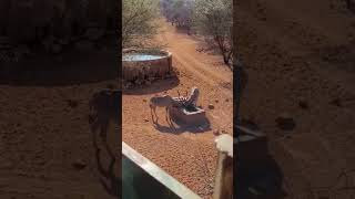 Kudu bulls having a midday drink in the limpopo heat! #kudu #limpopo #kudubul #waterhole