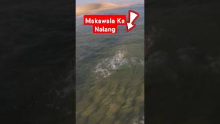 Makawala Ka Nalang #shorts #shortvideo #shortsfeed #fishing #fish #angler