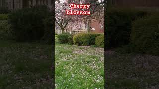 Travel uk#travel #cherry #jsvlog786#uk