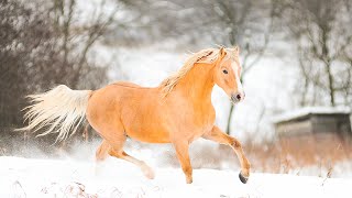 Beautiful winter animals 4K ULTRA HD - Relaxing Piano Music for Stress Relief